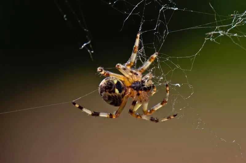 Myth 3: Spiders Are Dirty Creatures
