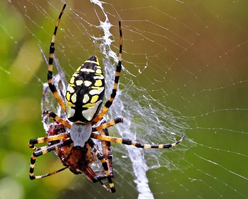 Myth 4: Spiders Are Solitary and Lonely