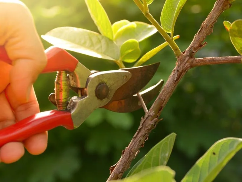 Myth 4: Pruning is Harmful