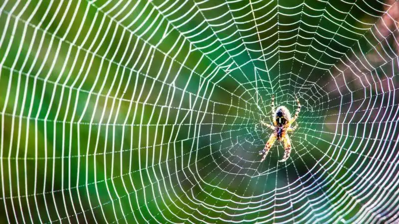 Myth 5: Spiders Only Build Webs