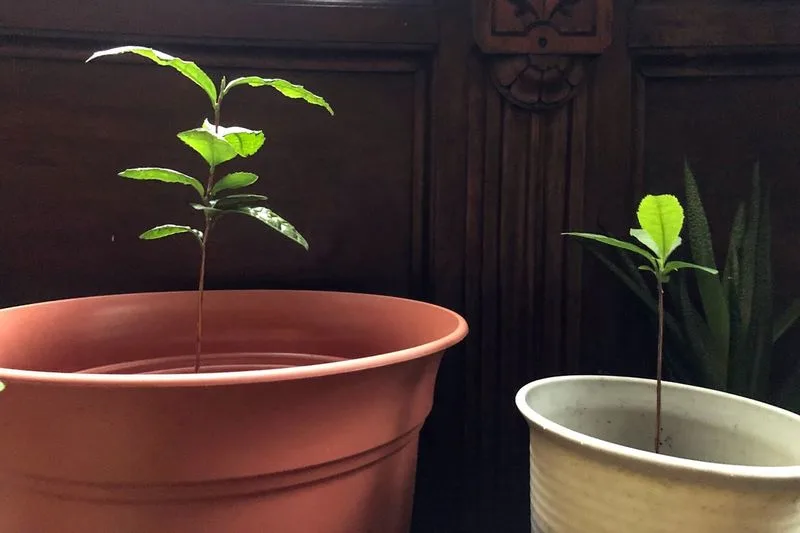 Myth 5: Bigger Pots Mean Bigger Plants