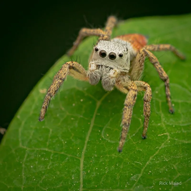 Myth 6: Spiders Are Nocturnal