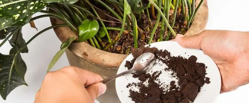 Myth 6: Coffee Grounds Are Ideal for All Plants