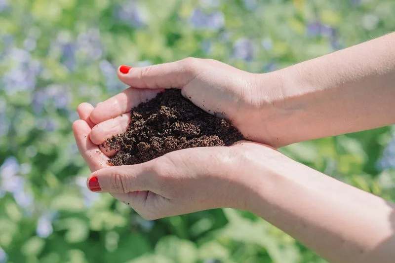 Myth 6: Coffee Grounds are Universal Plant Food