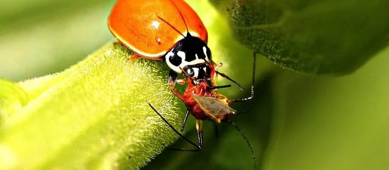 Myth 7: All Insects Are Bad for Your Garden