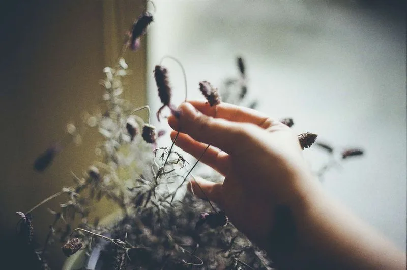 Myth 7: Plants Don't Like to Be Touched
