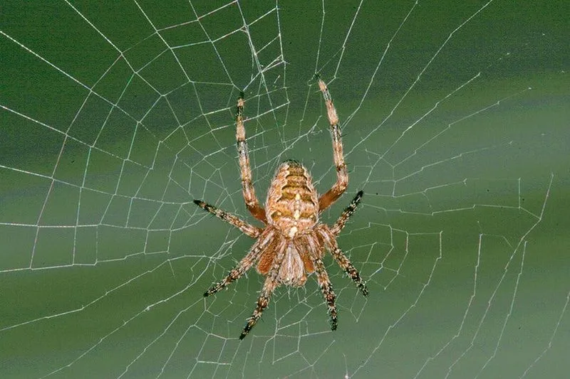 Myth 8: Spiders Do Not Eat Pollinators