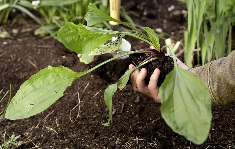 Myth 8: All Weeds are Bad for Your Garden