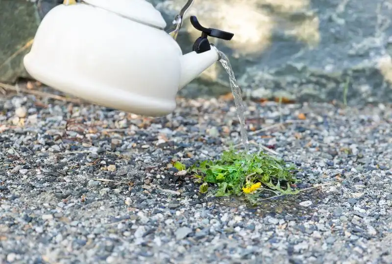 Myth 8: Boiling Water Kills All Weeds