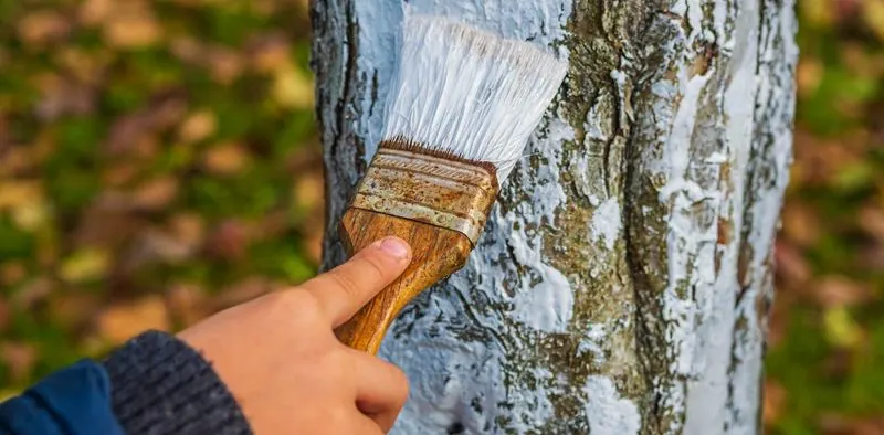 Myth 8: Painting Tree Wounds Protects Them