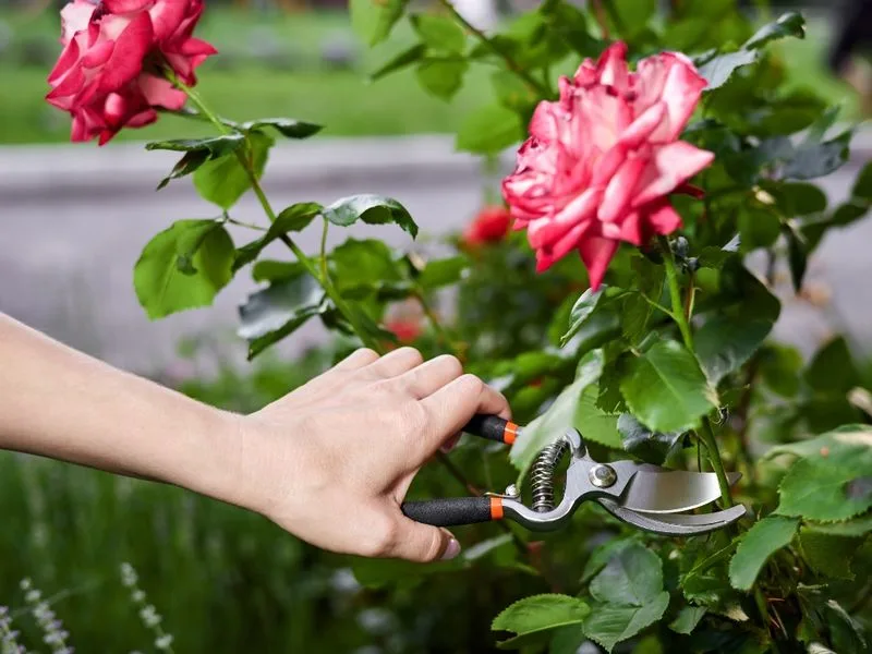 Myth 8: Pruning Hurts Plants