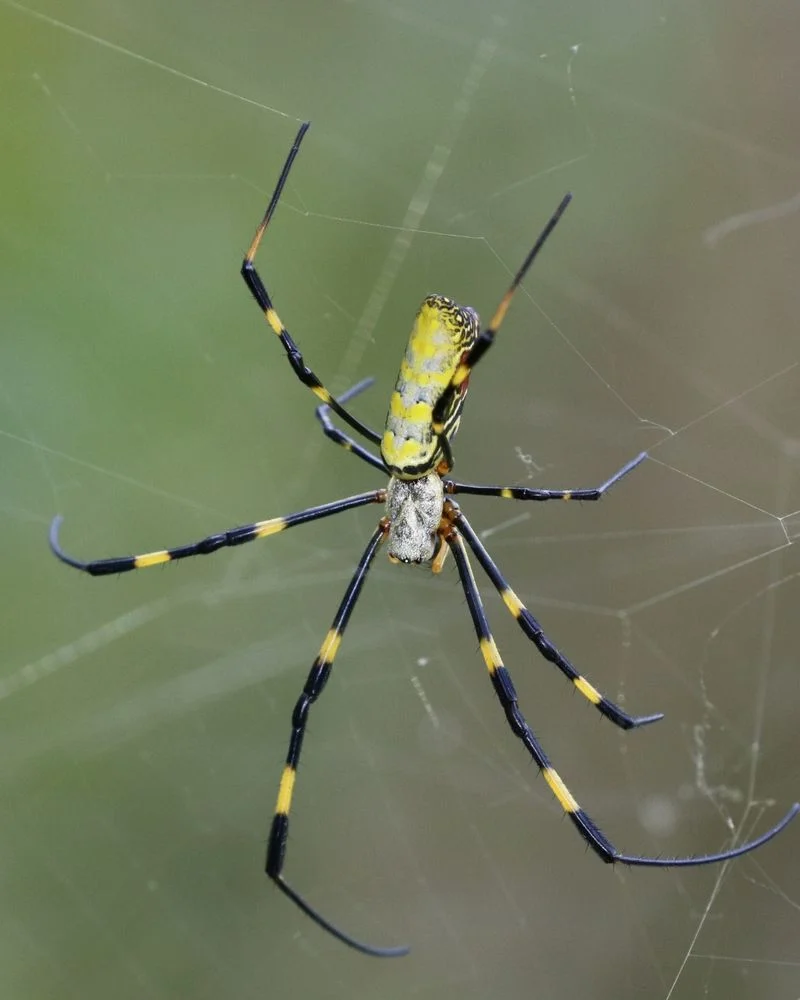 Myth 9: Spiders Are Invaders