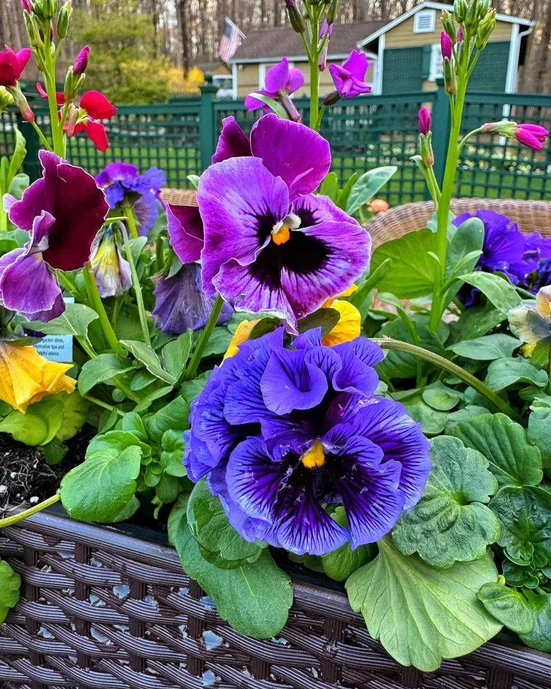 Myth 9: More Sunlight Equals Better Growth