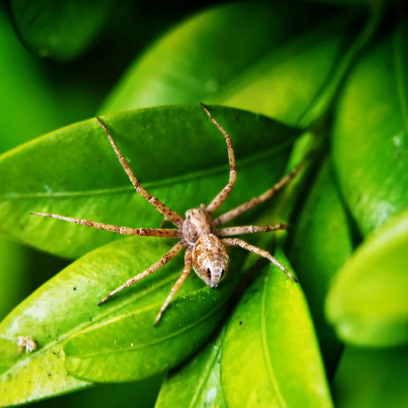 Myth 10: Spiders Destroy Plants