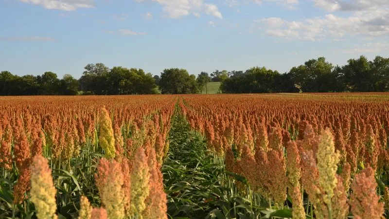 Fact: Crop Selection is Key