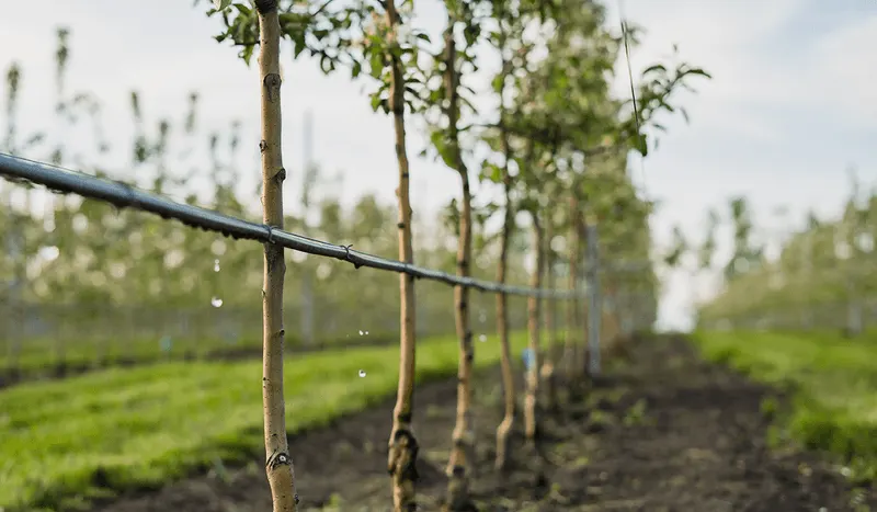 Fact: Water Conservation is Crucial