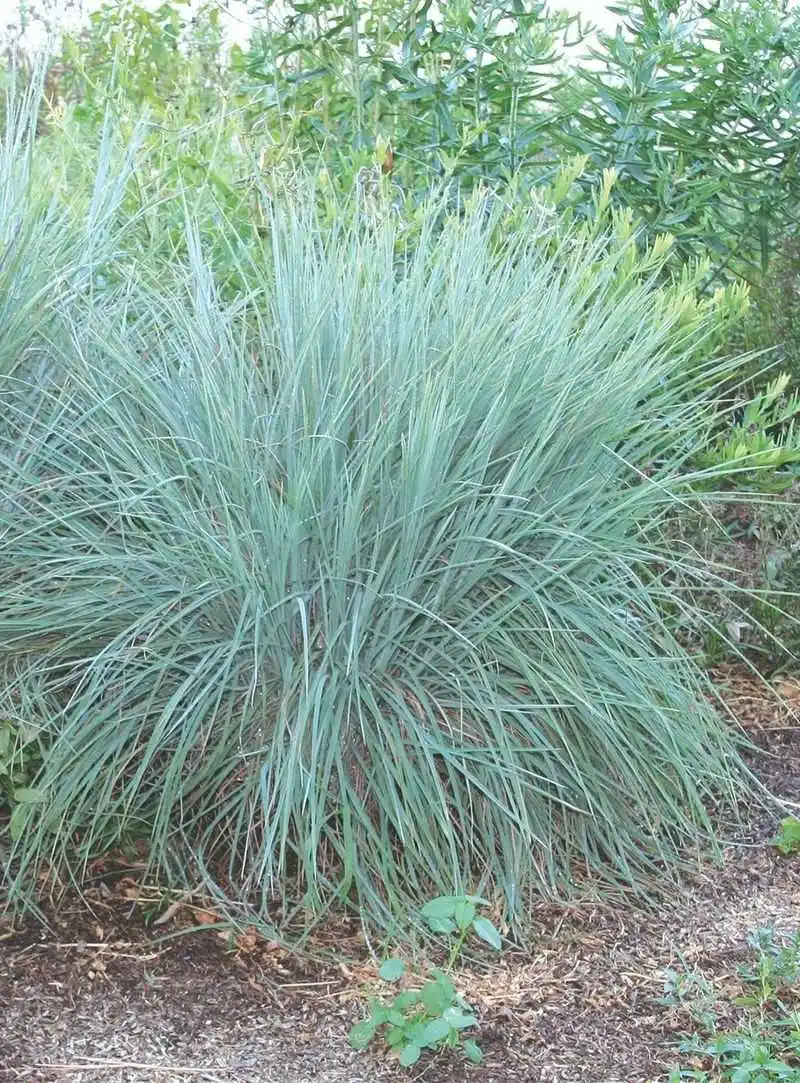 Schizachyrium scoparium (Little Bluestem)