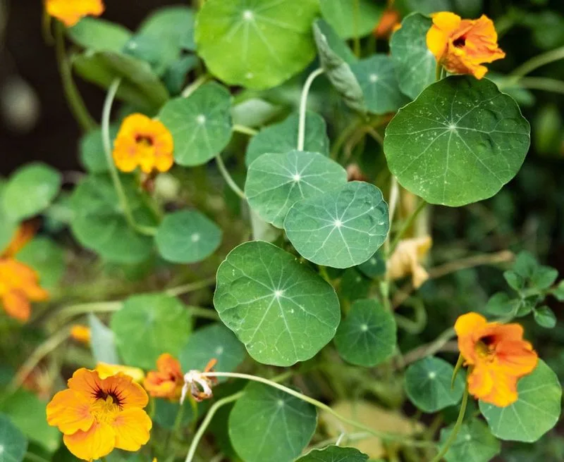 Nasturtium