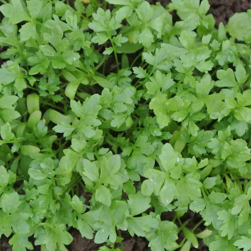 Cress