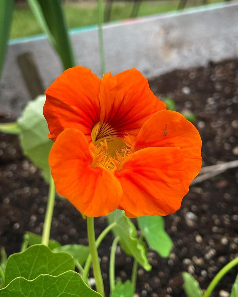 Nasturtium