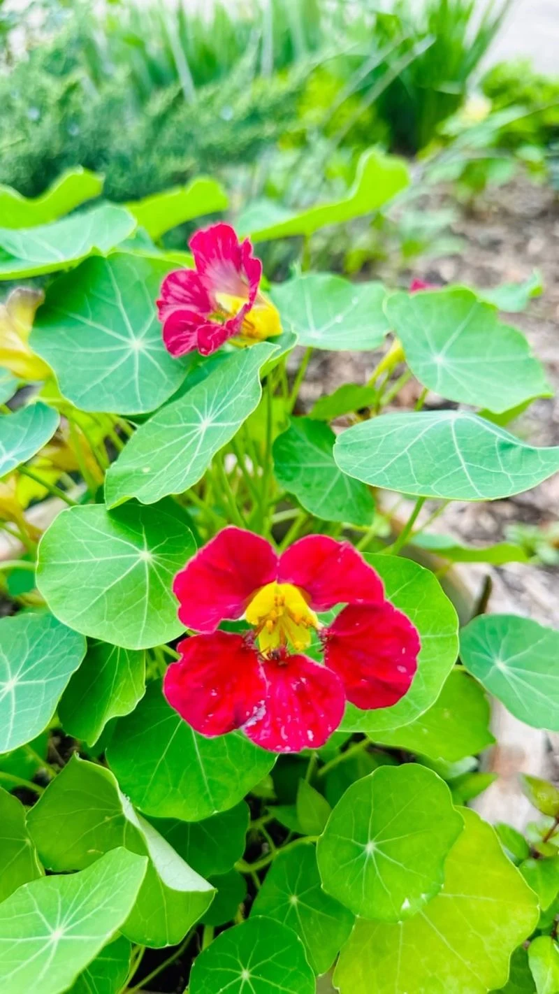 Nasturtium