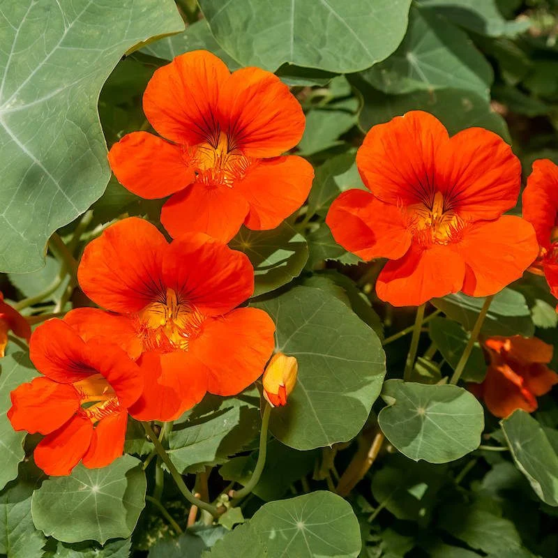 Nasturtium