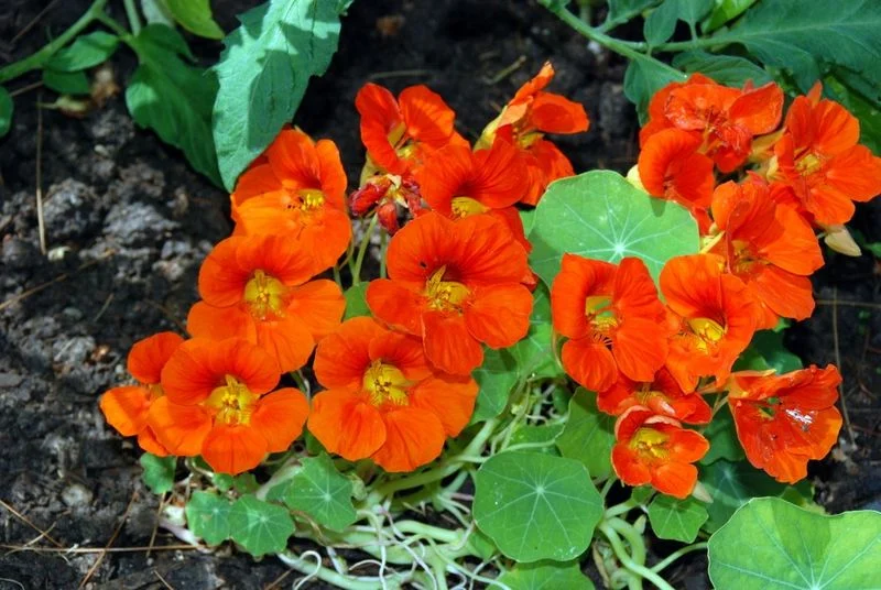 Nasturtium: The Peppery Jewel