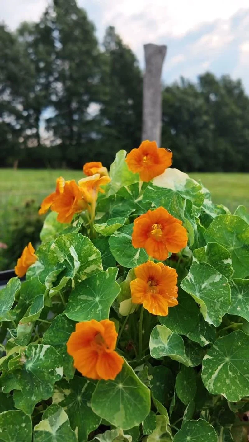 Nasturtiums