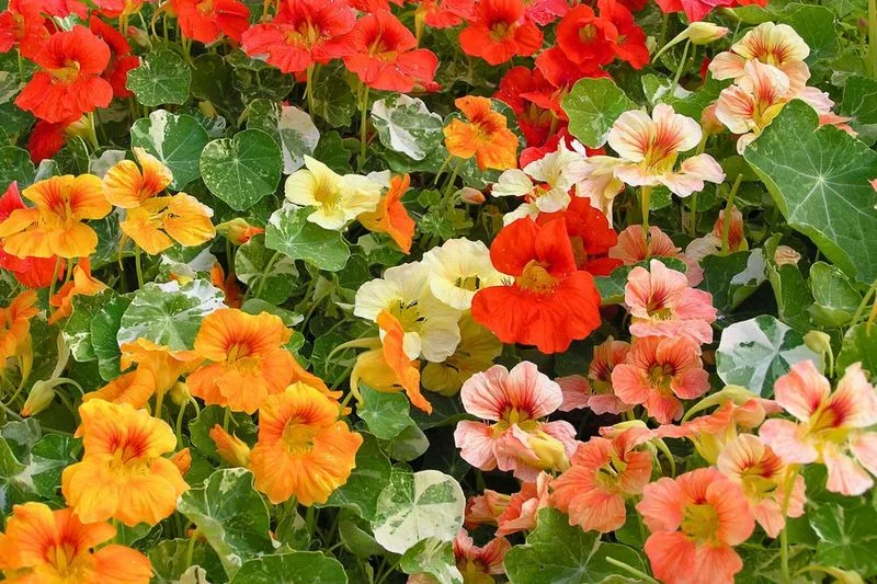 Nasturtiums and Alyssum