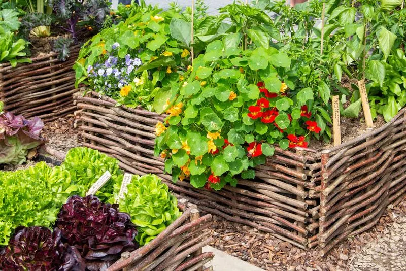 Nasturtiums and Cucumbers