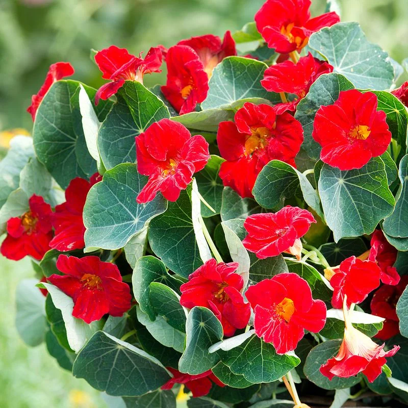 Nasturtiums