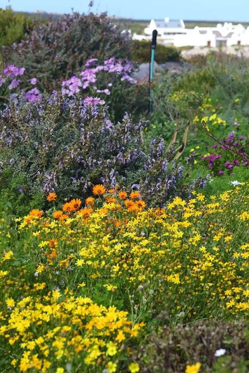Native Flower Meadows