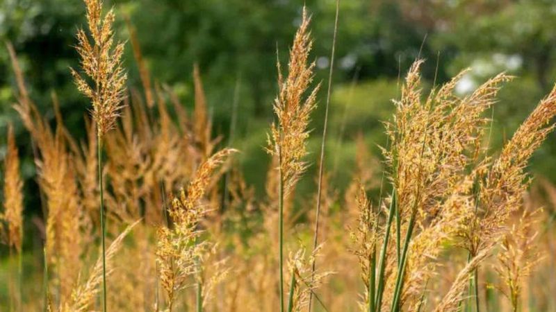 Native Grasses