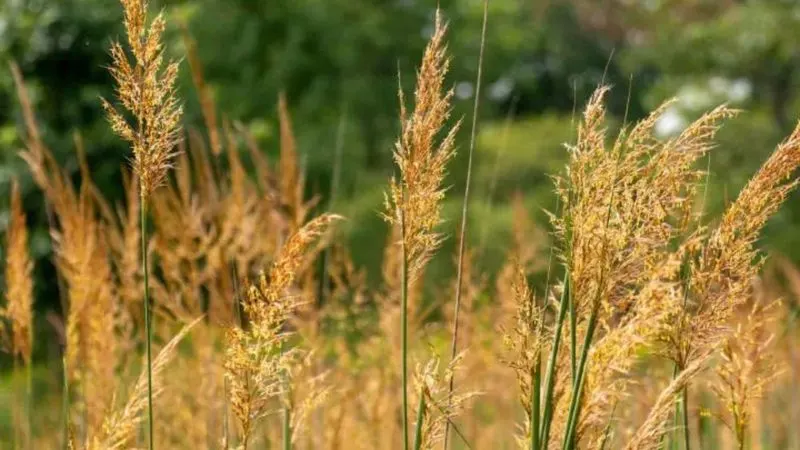 Native Grasses