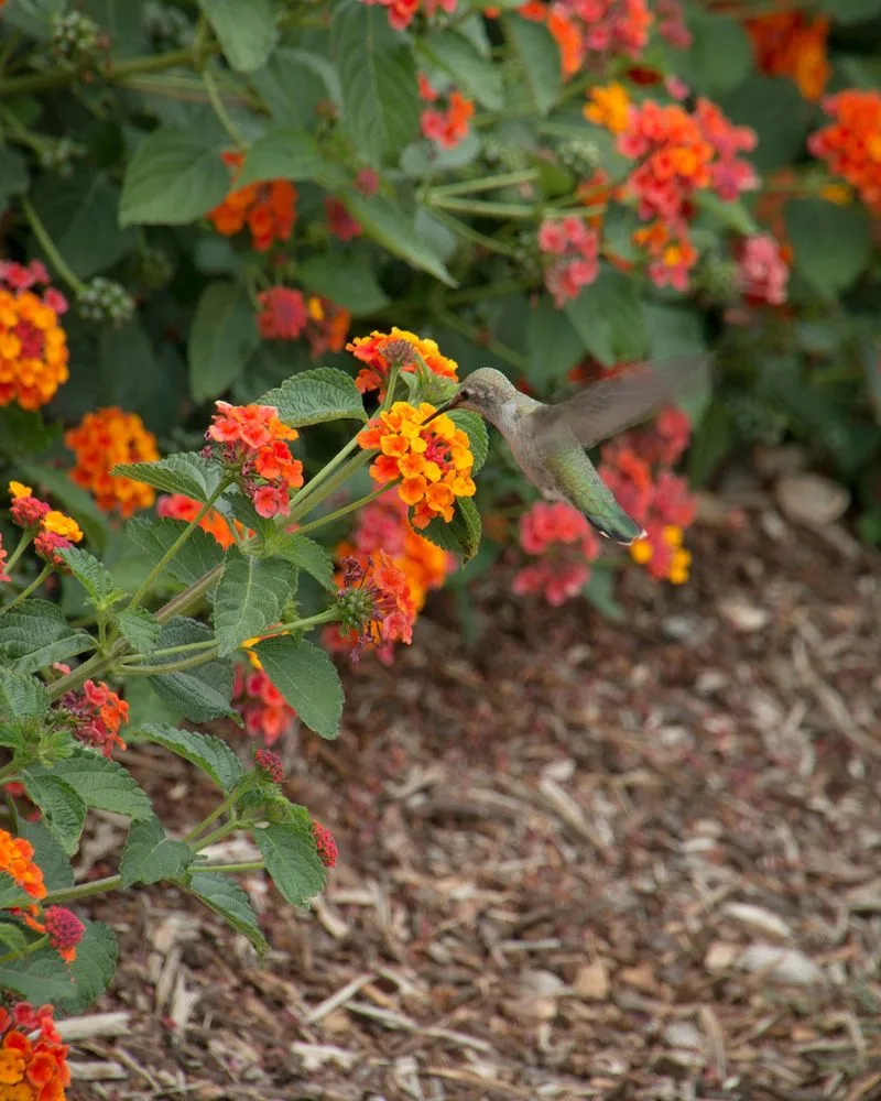 Native Plant Choices
