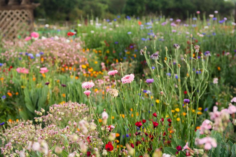 Native Wildflower Meadow