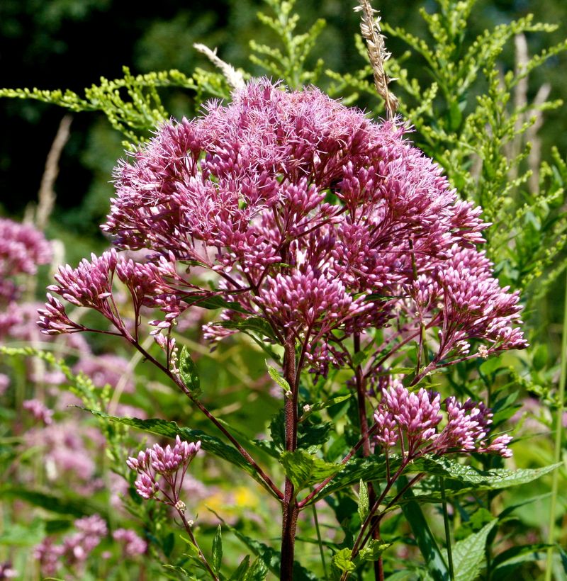 Joe Pye Weed