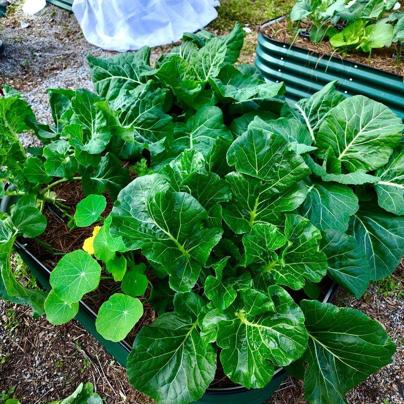Natural Fertilizer