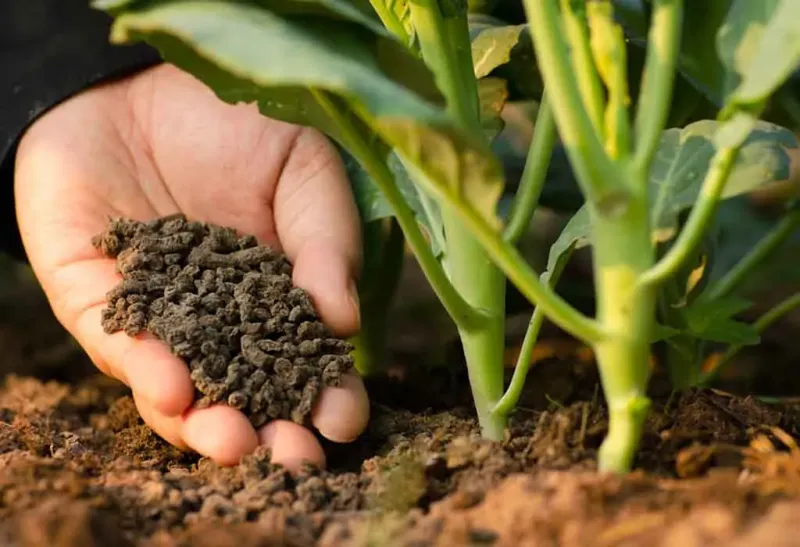 Natural Fertilizer