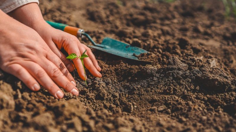 Healthy Microbial Activity