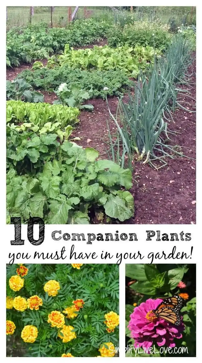 Neglecting Companion Planting