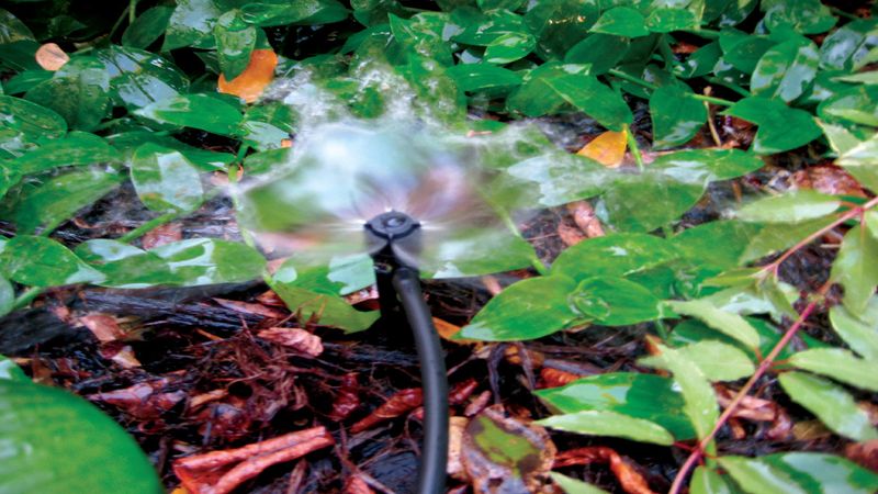 Improper Watering Techniques