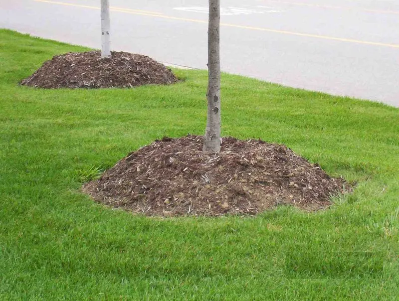 Mulching Against Tree Trunks