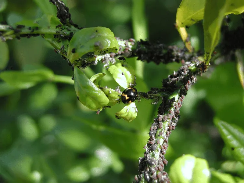 Neglecting Pest Identification
