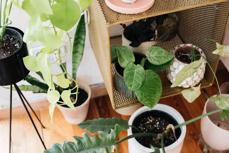 Neglecting Pot Stability