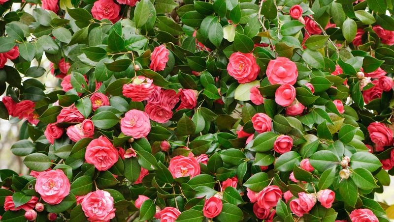 Neglecting Proper Mulching