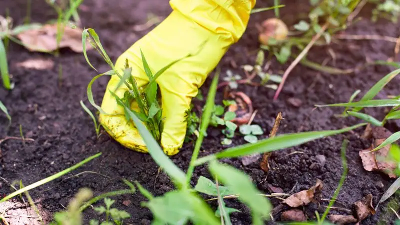 Neglecting Regular Weeding