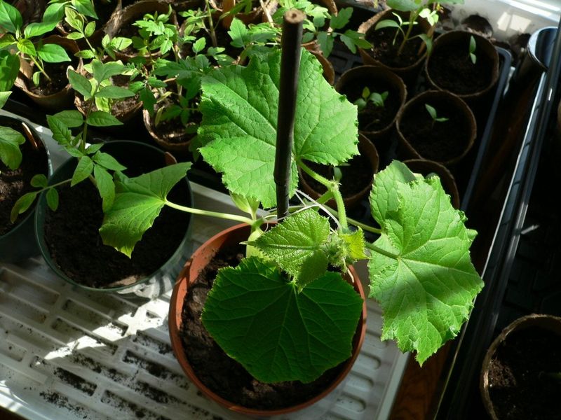 Neglecting to Prune
