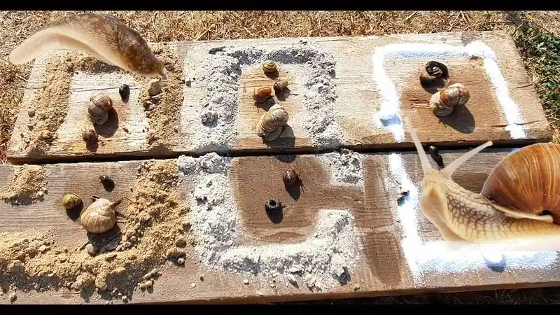 Salt Barrier
