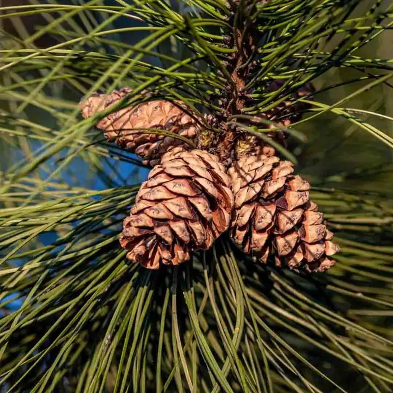 Cedarwood